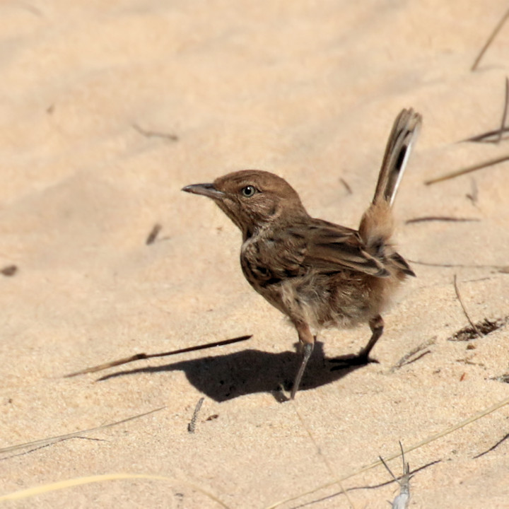 Rufous Fieldwren (Calamanthus campestris)